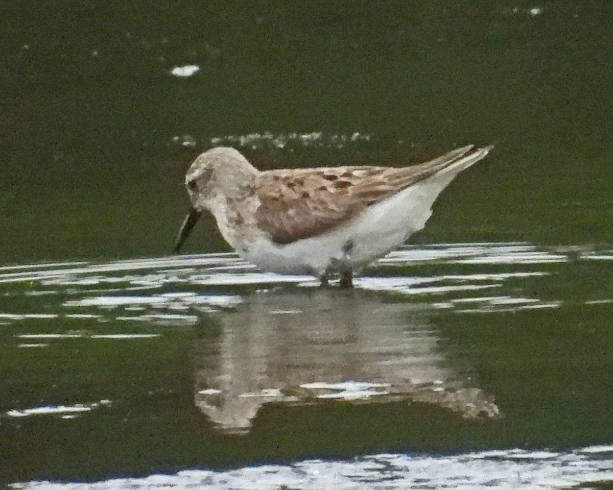 sandsnipe - ML643010720