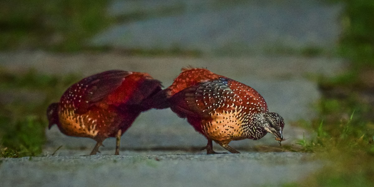Painted Spurfowl - ML643010723