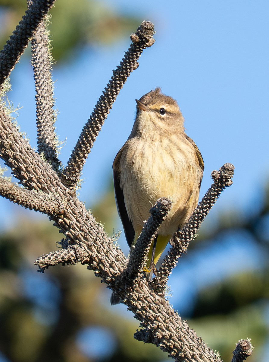 Palm Warbler - ML643010735