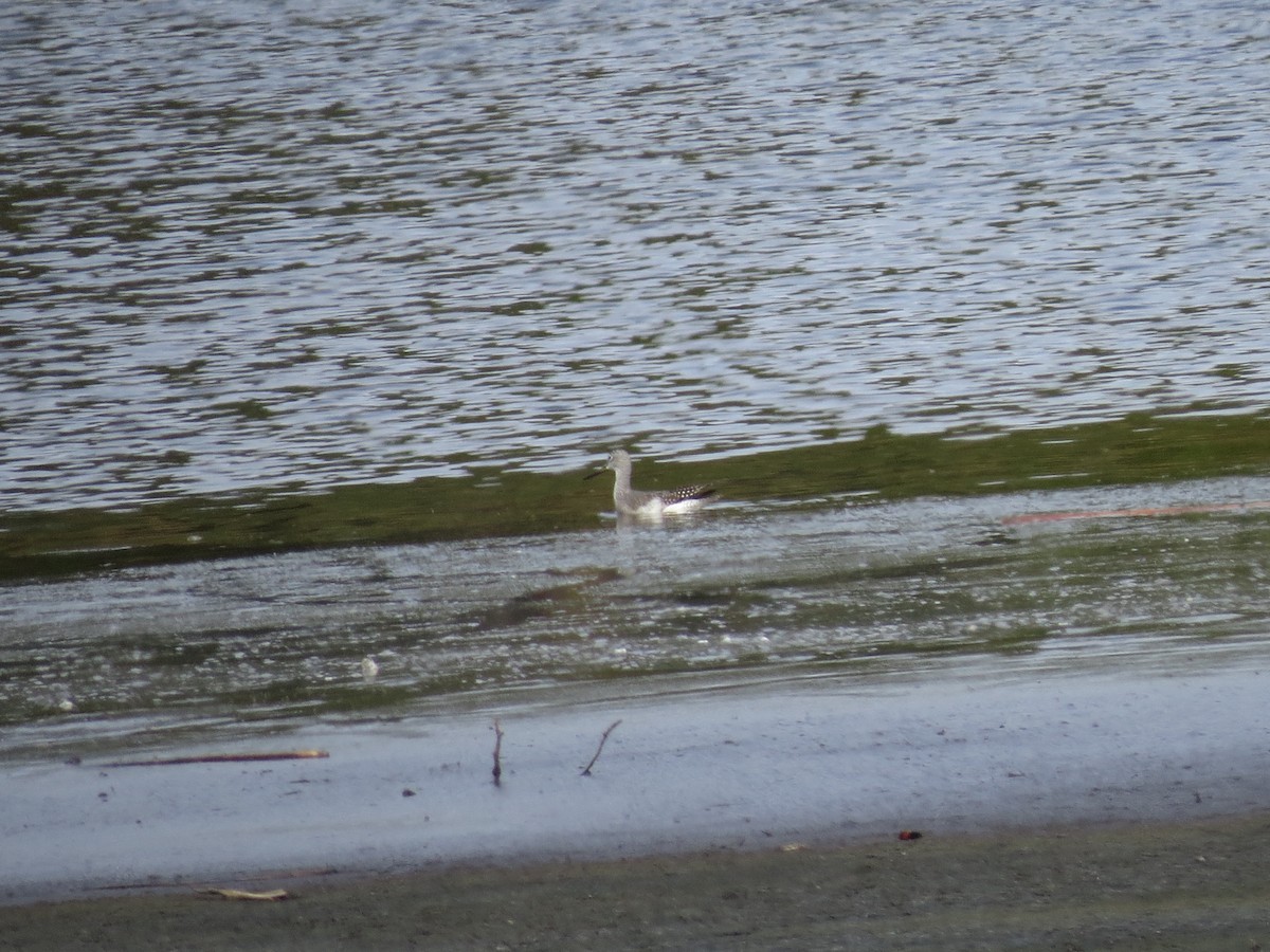 plystresnipe - ML643010758