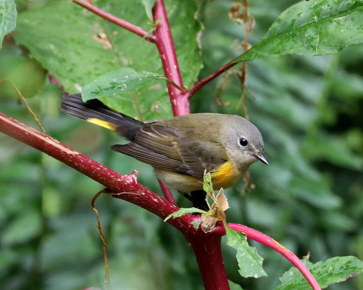 rødstjertparula - ML643010760