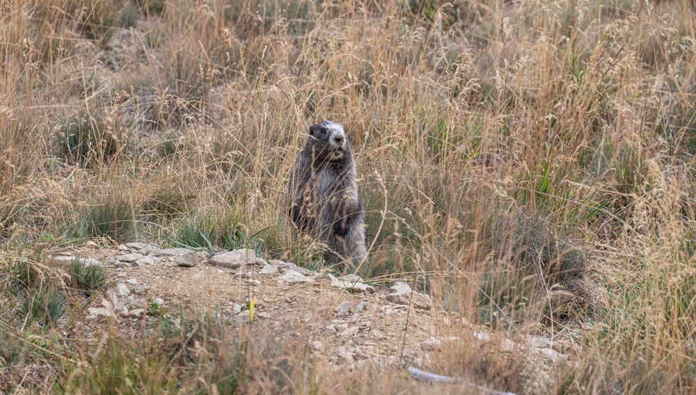 Hoary Marmot - ML643010778