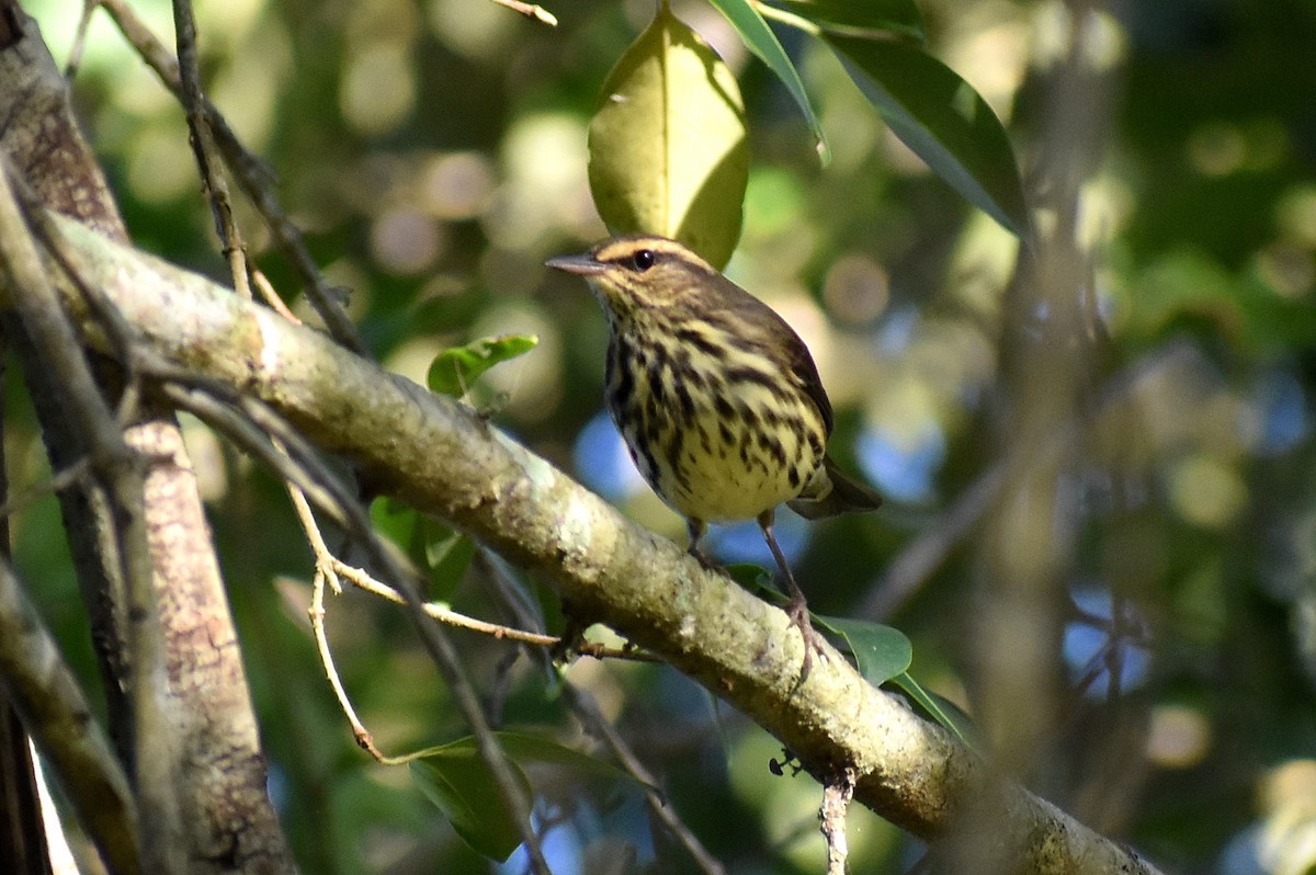 vannparula - ML643010788