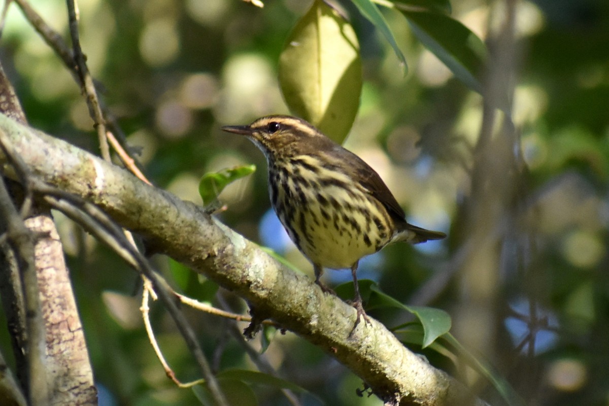 vannparula - ML643010789