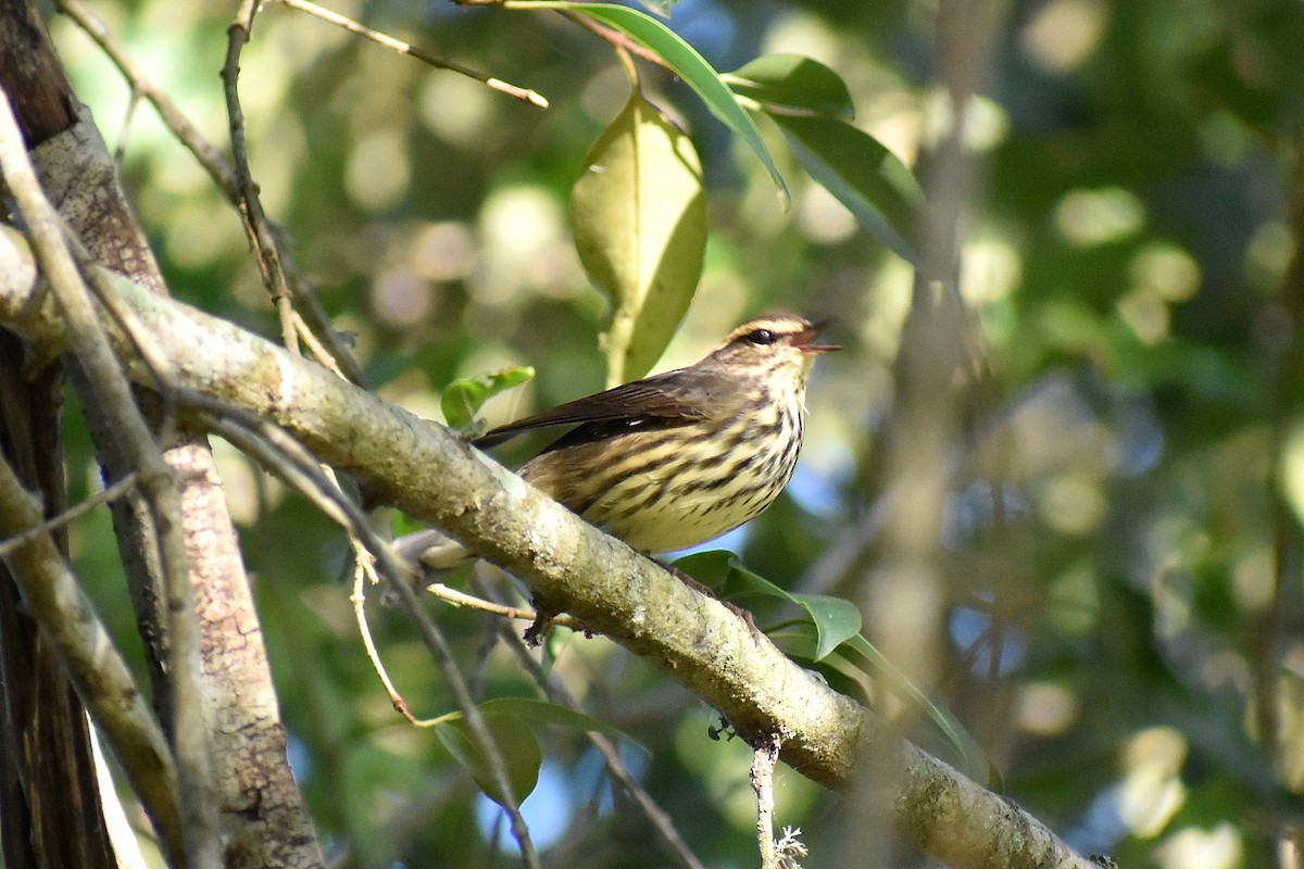 vannparula - ML643010791
