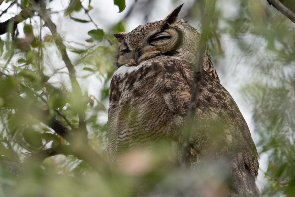 Lesser Horned Owl - ML643010839