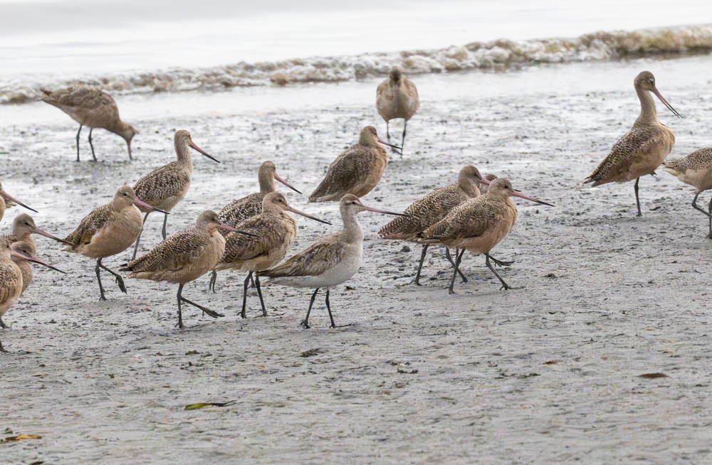 Bar-tailed Godwit - ML643010843