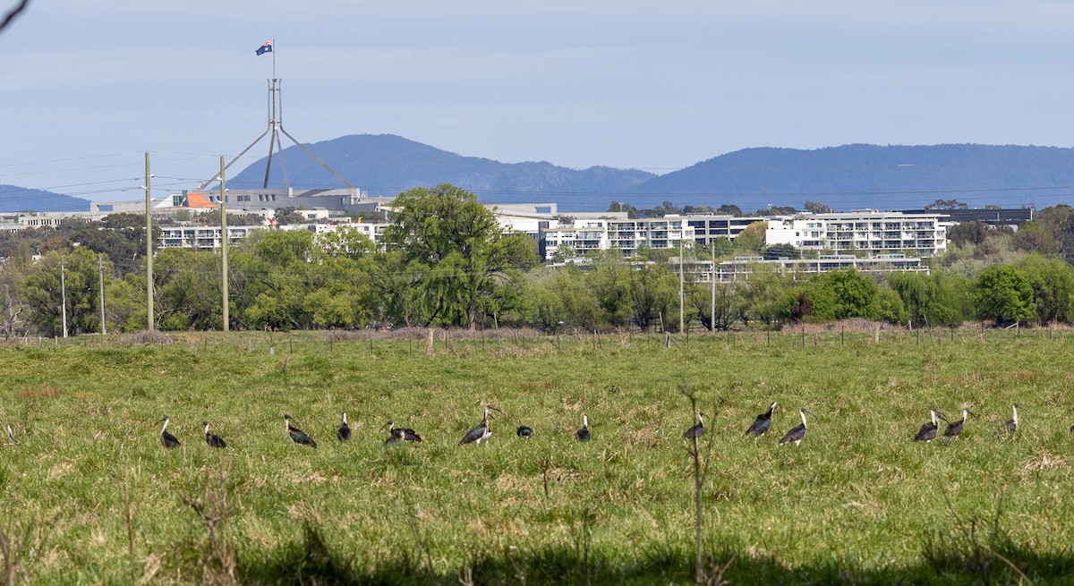 Straw-necked Ibis - ML643010865