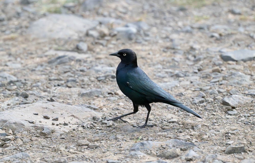 Brewer's Blackbird - ML643010872
