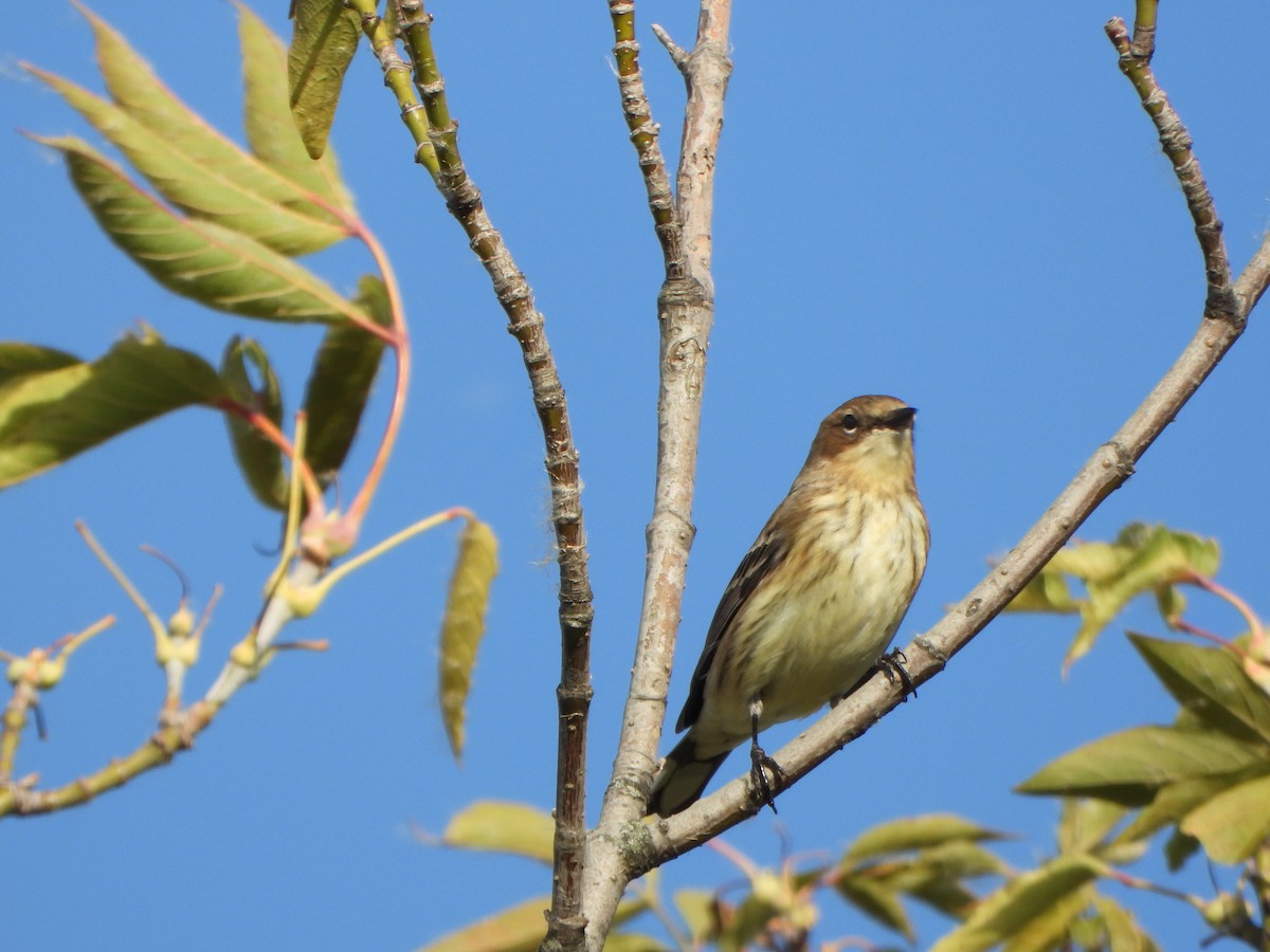 Yellow-rumped Warbler - ML643010873