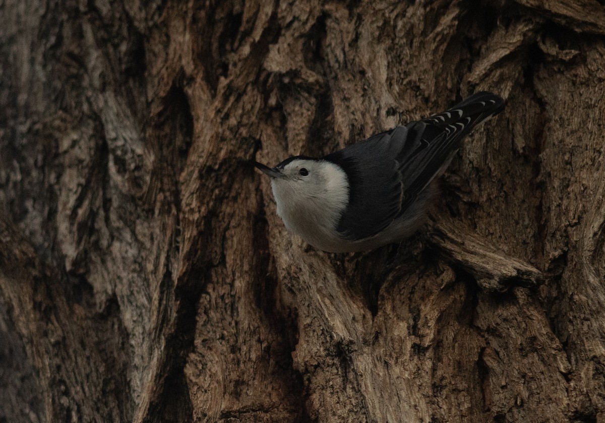 White-breasted Nuthatch (Interior West) - ML643010883