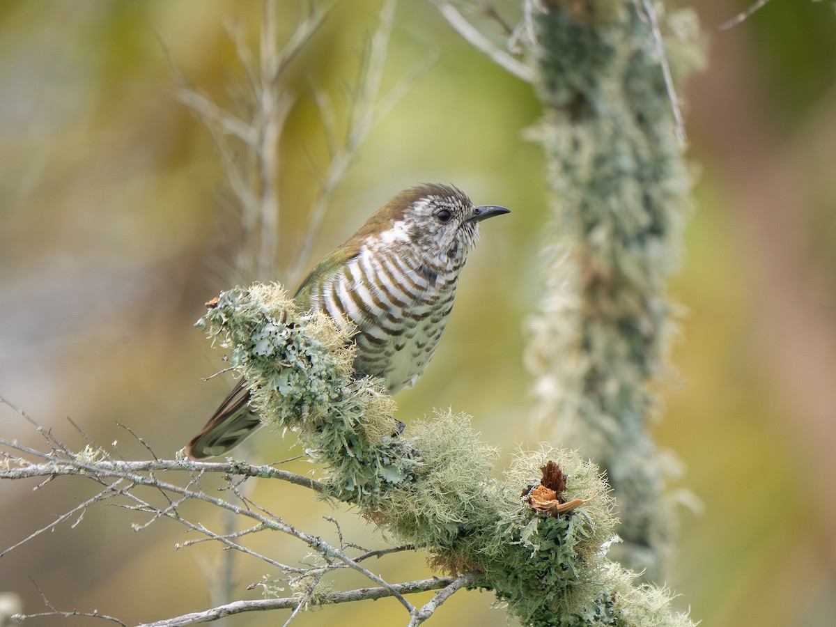 Shining Bronze-Cuckoo - ML643010884