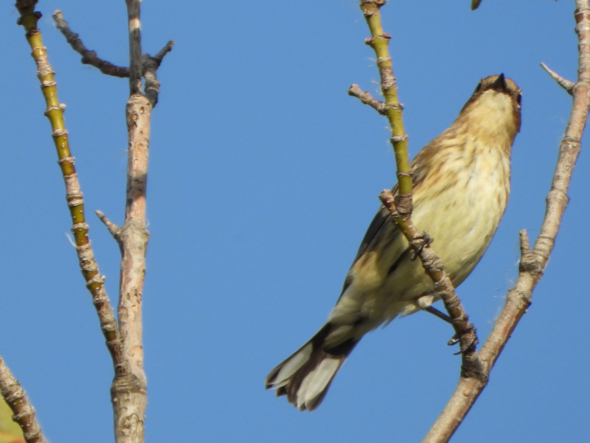 Yellow-rumped Warbler - ML643010886