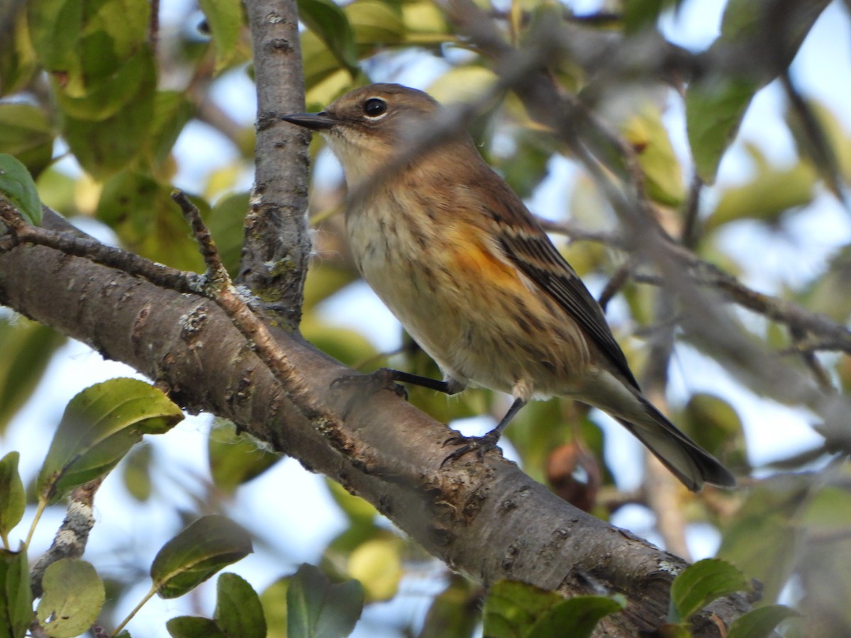 Yellow-rumped Warbler - ML643010889