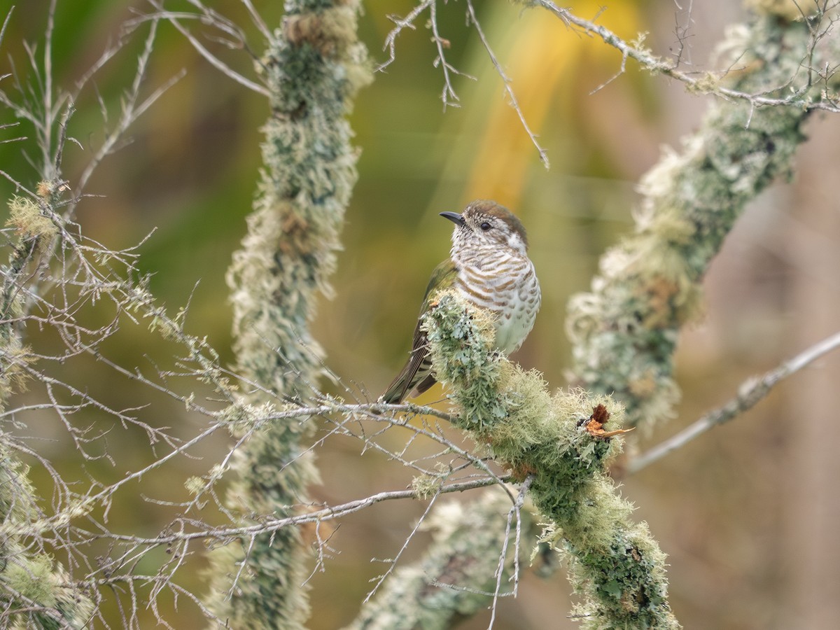 Shining Bronze-Cuckoo - ML643010895