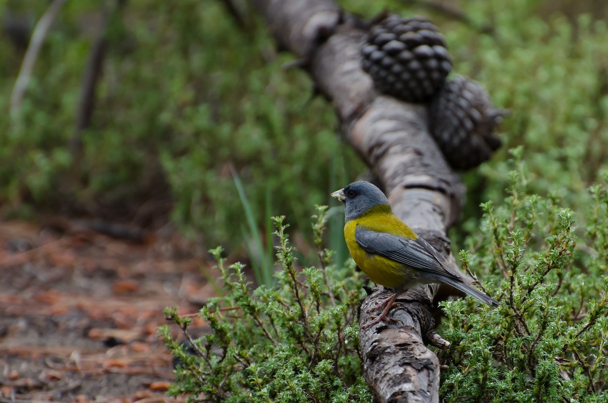 Gray-hooded Sierra Finch - ML643010896