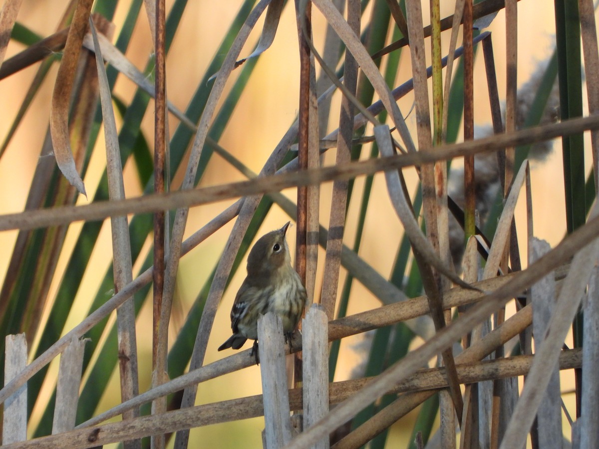 Yellow-rumped Warbler - ML643010897