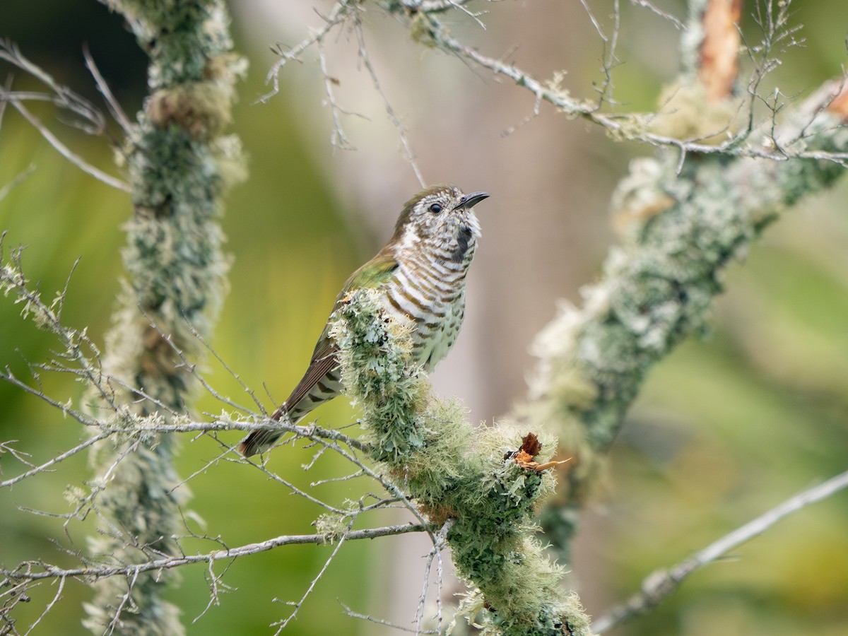 Shining Bronze-Cuckoo - ML643010899
