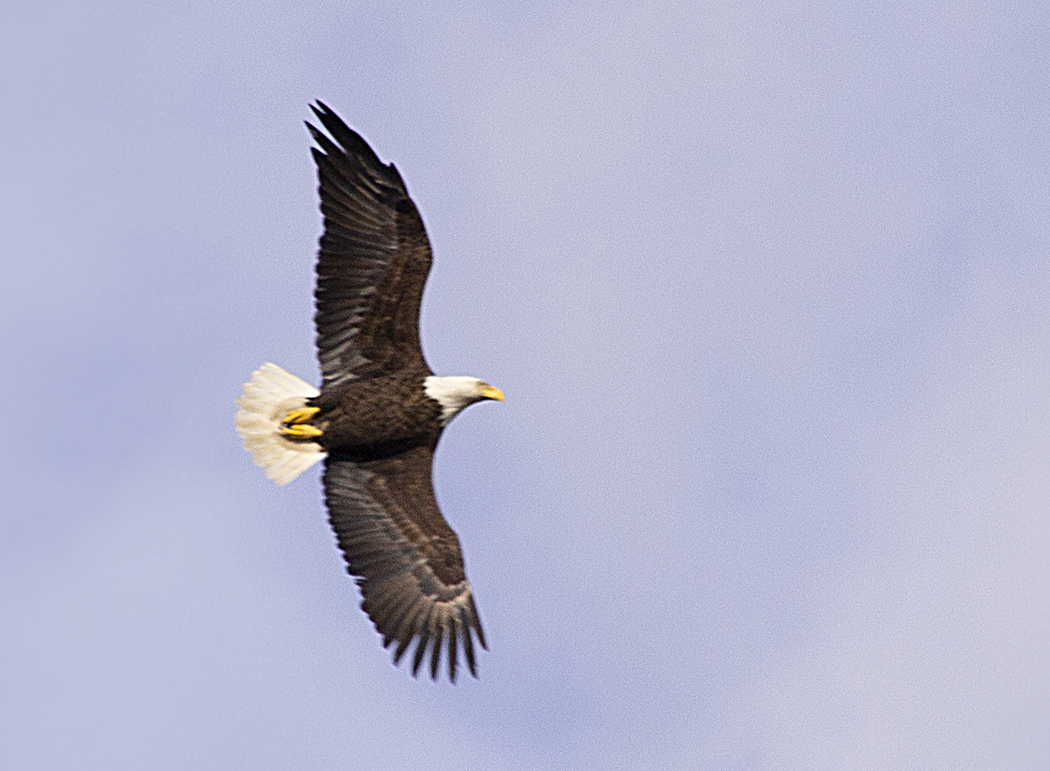Bald Eagle - ML643010900