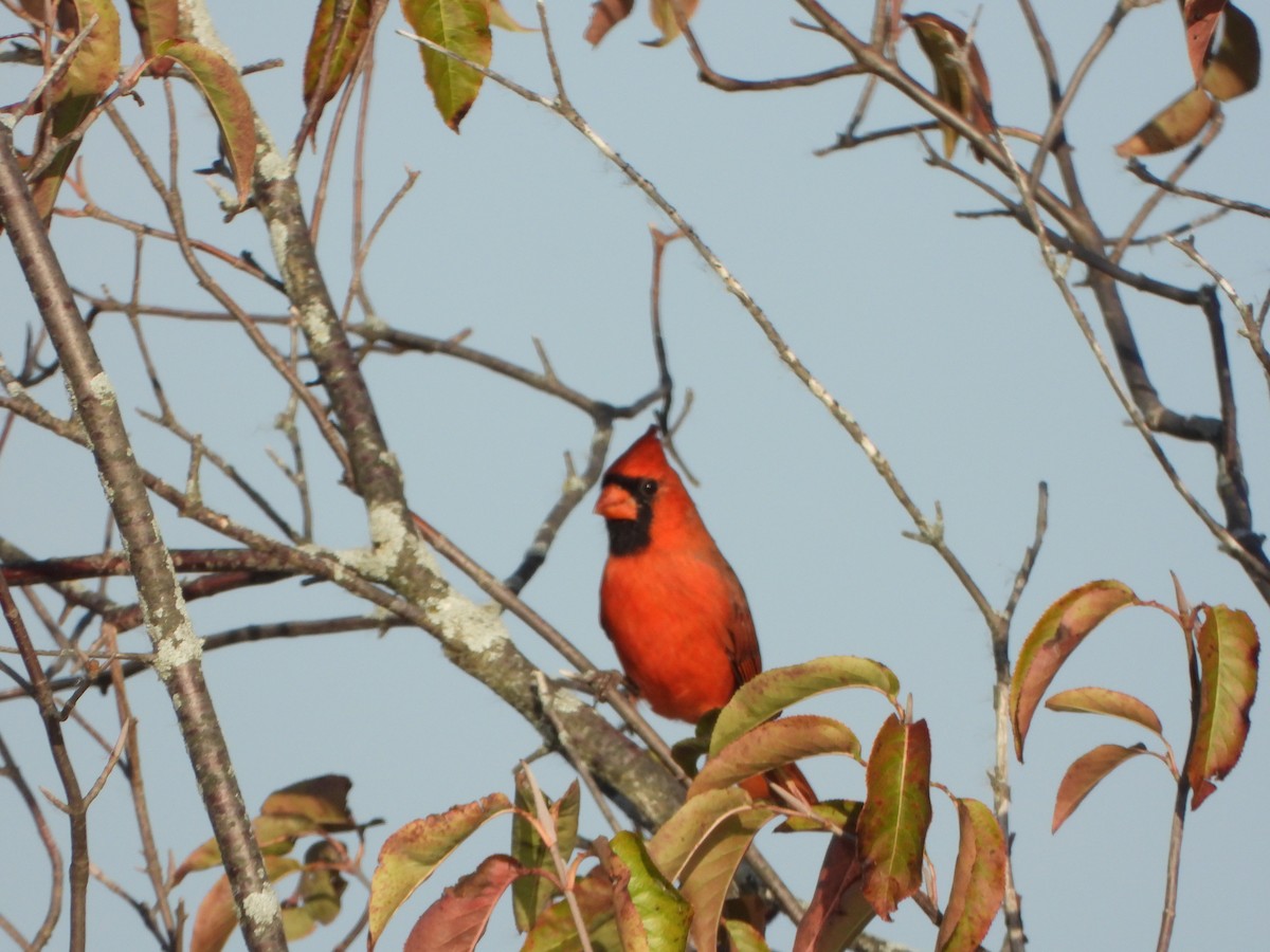 Northern Cardinal - ML643010902