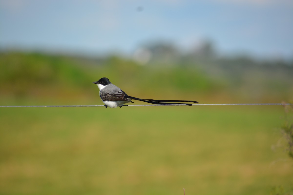 Fork-tailed Flycatcher - ML643010903