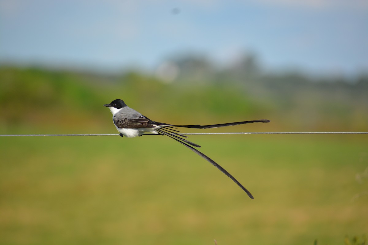 Fork-tailed Flycatcher - ML643010904