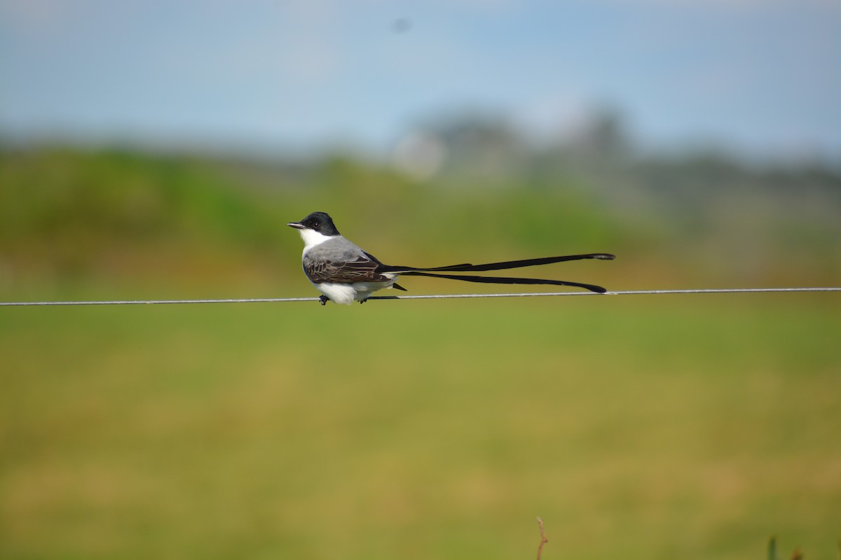 Fork-tailed Flycatcher - ML643010905