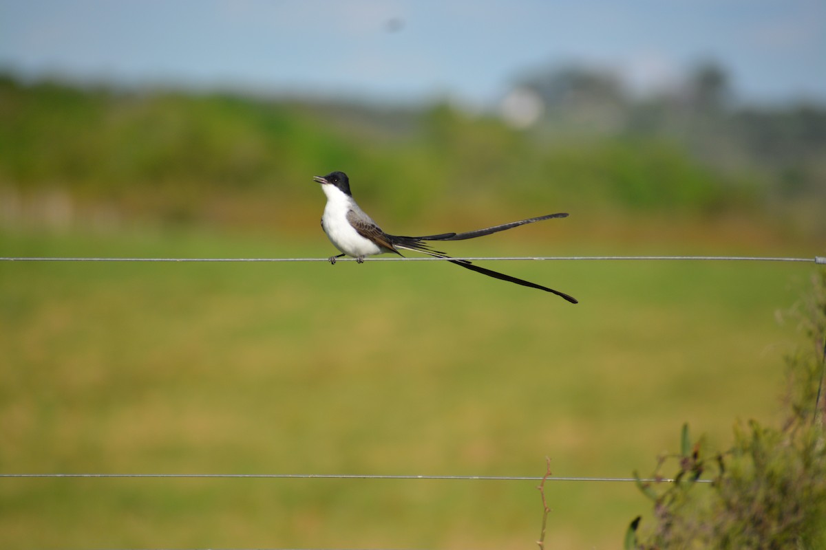 Fork-tailed Flycatcher - ML643010906