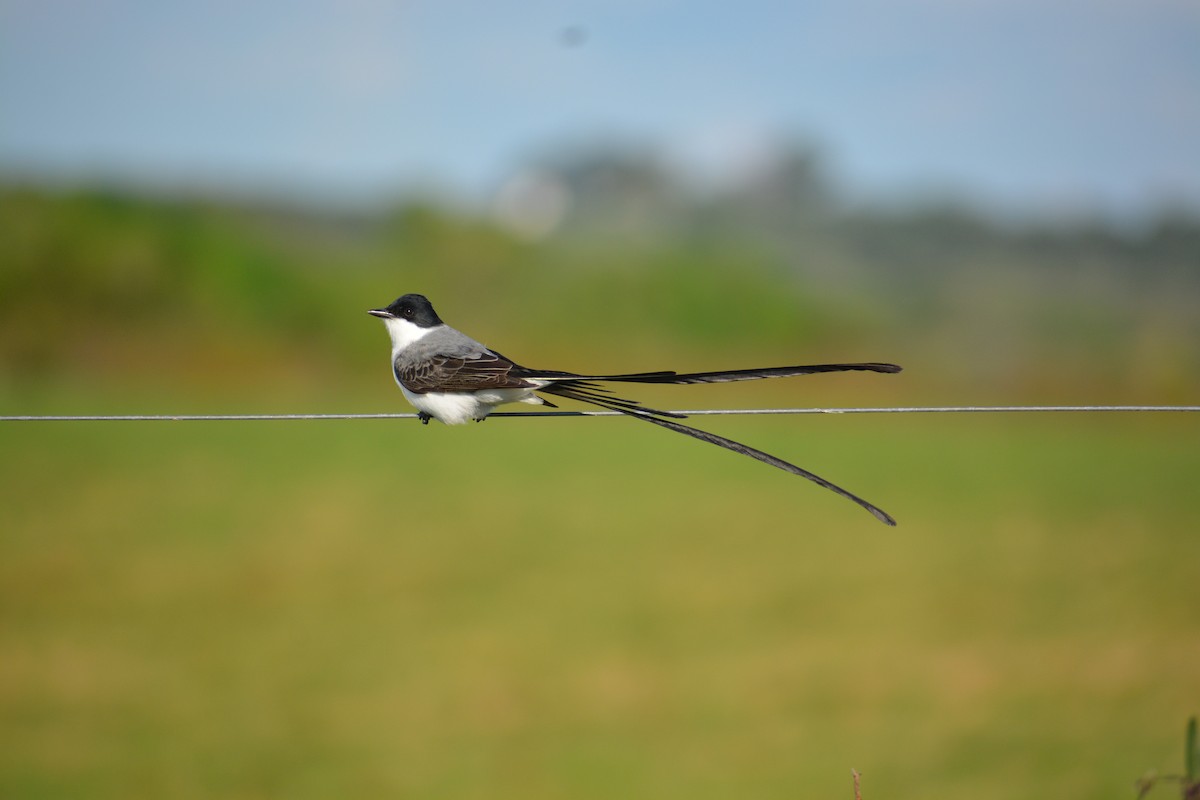 Fork-tailed Flycatcher - ML643010907