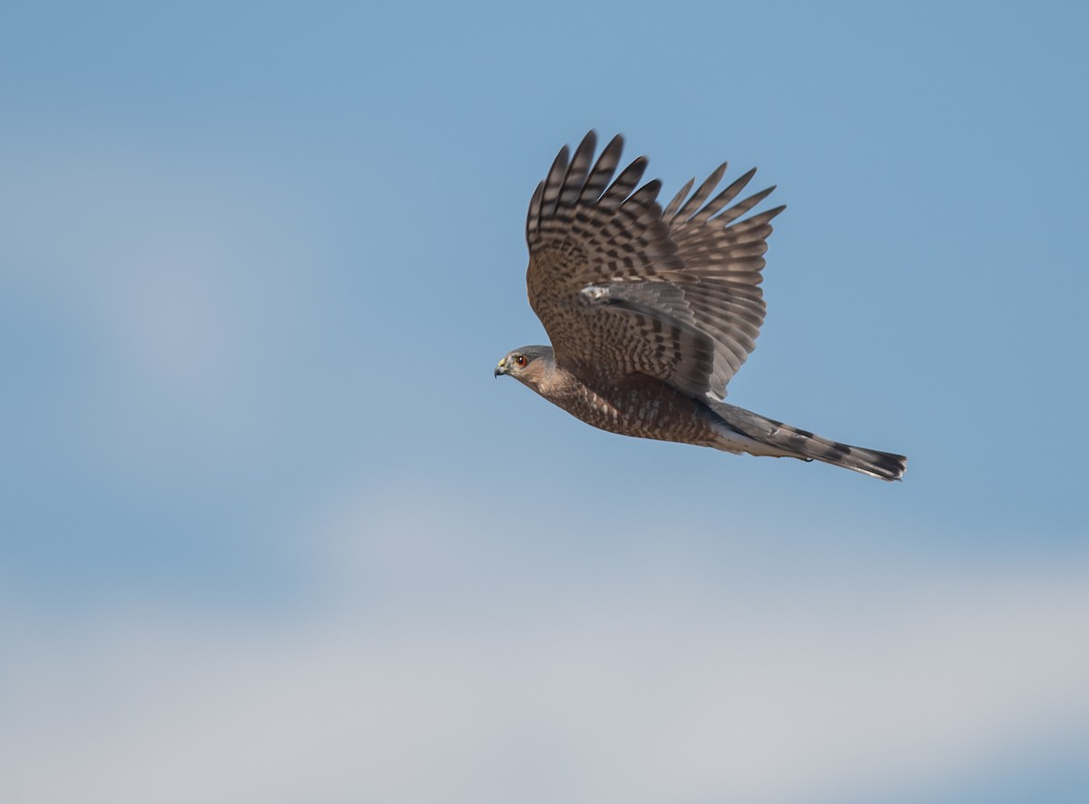 Sharp-shinned Hawk - ML643010911