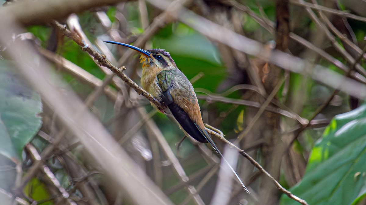 Planalto Hermit - ML643010915