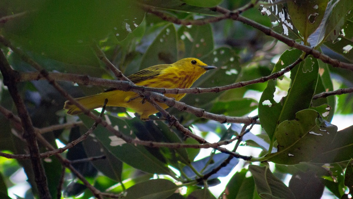 Paruline jaune - ML643010921