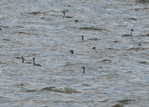 Red-necked Grebe - ML643010928