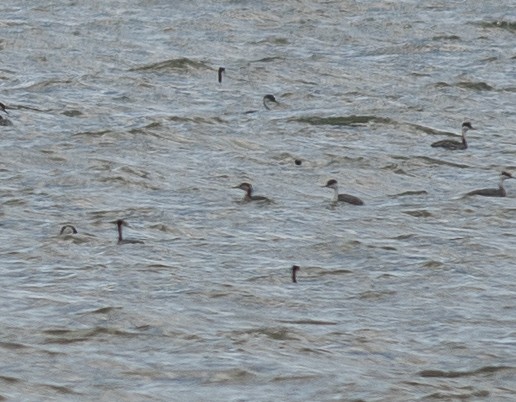 Red-necked Grebe - ML643010929