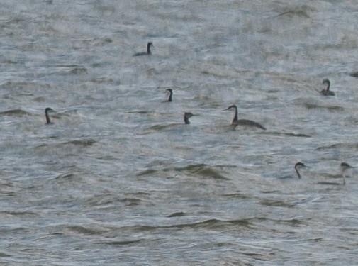 Red-necked Grebe - ML643010930