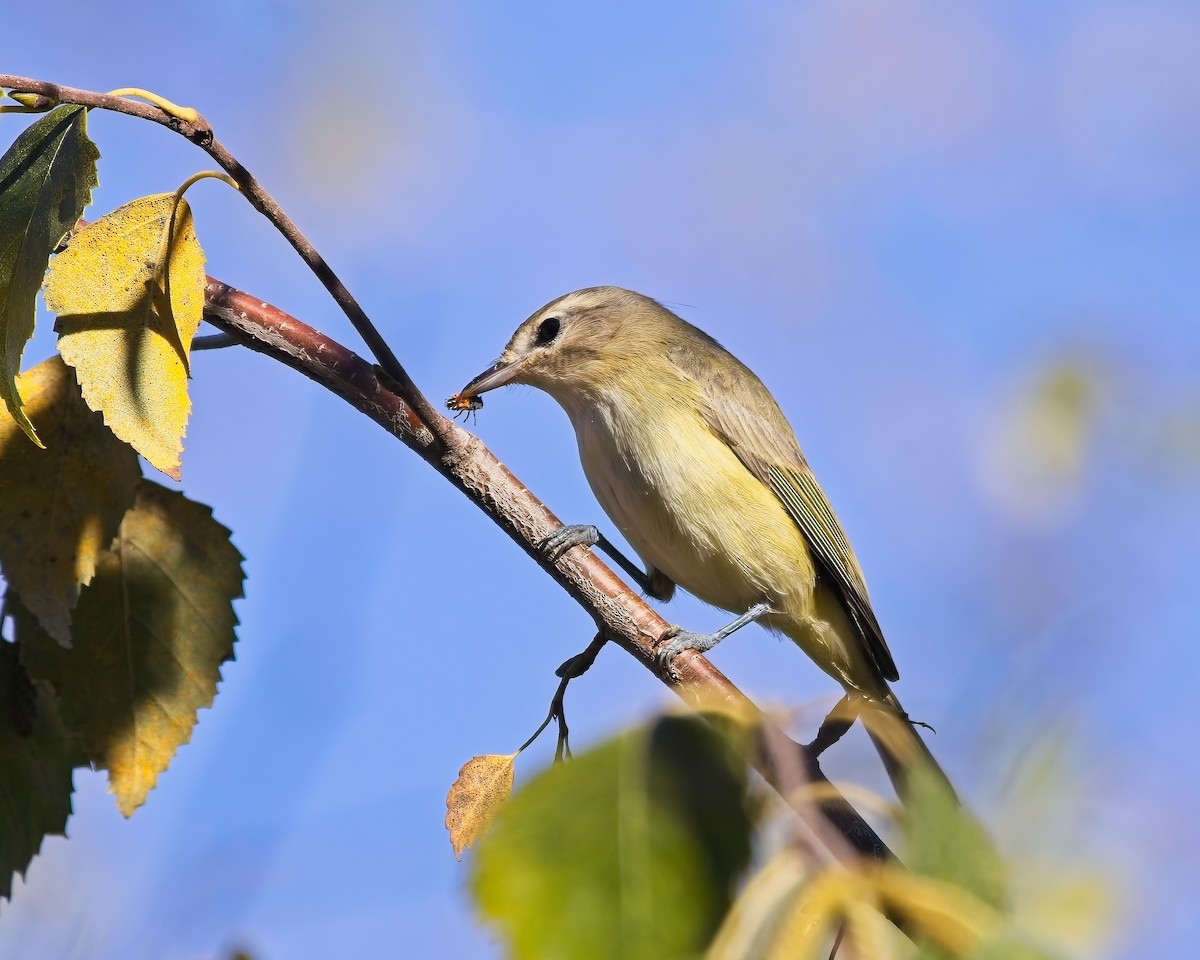 Warbling Vireo - ML643010933