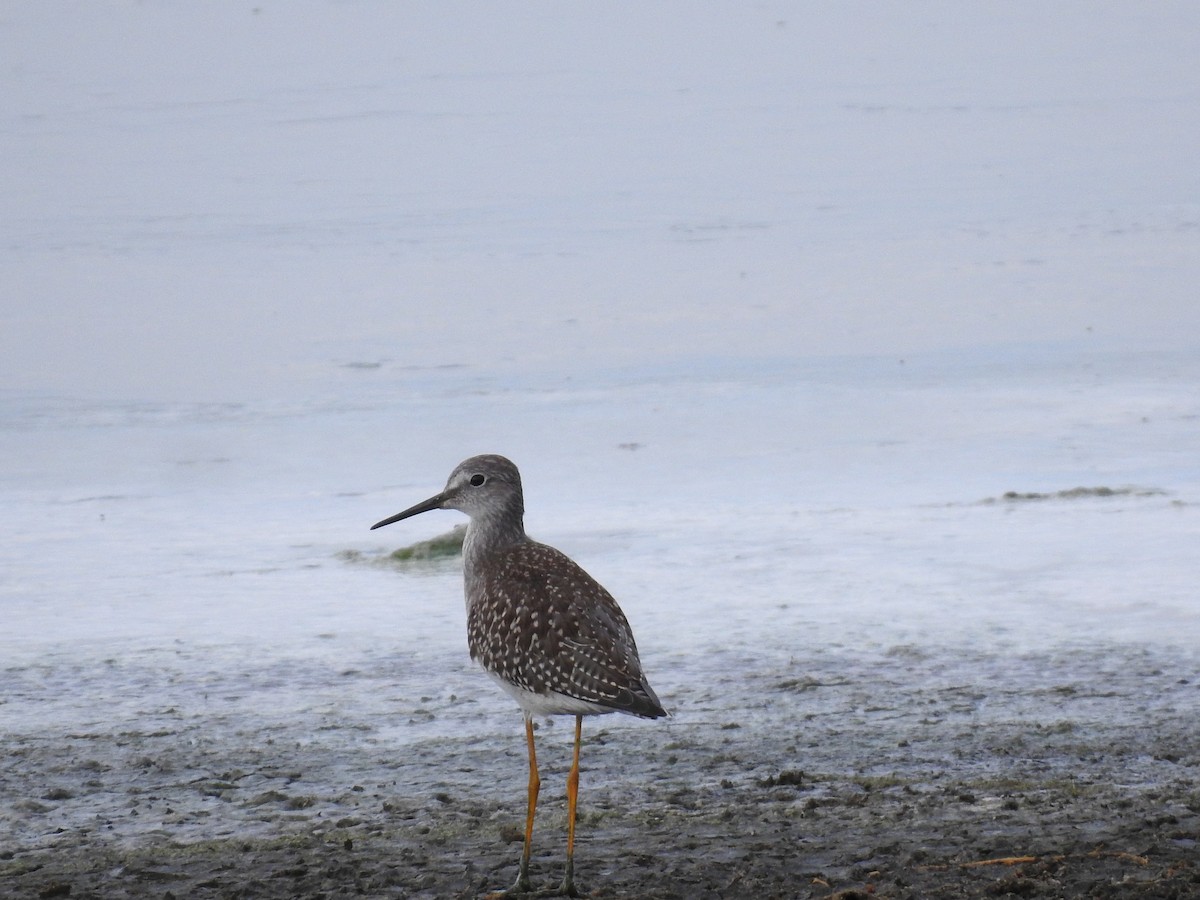 Lesser Yellowlegs - ML643010939