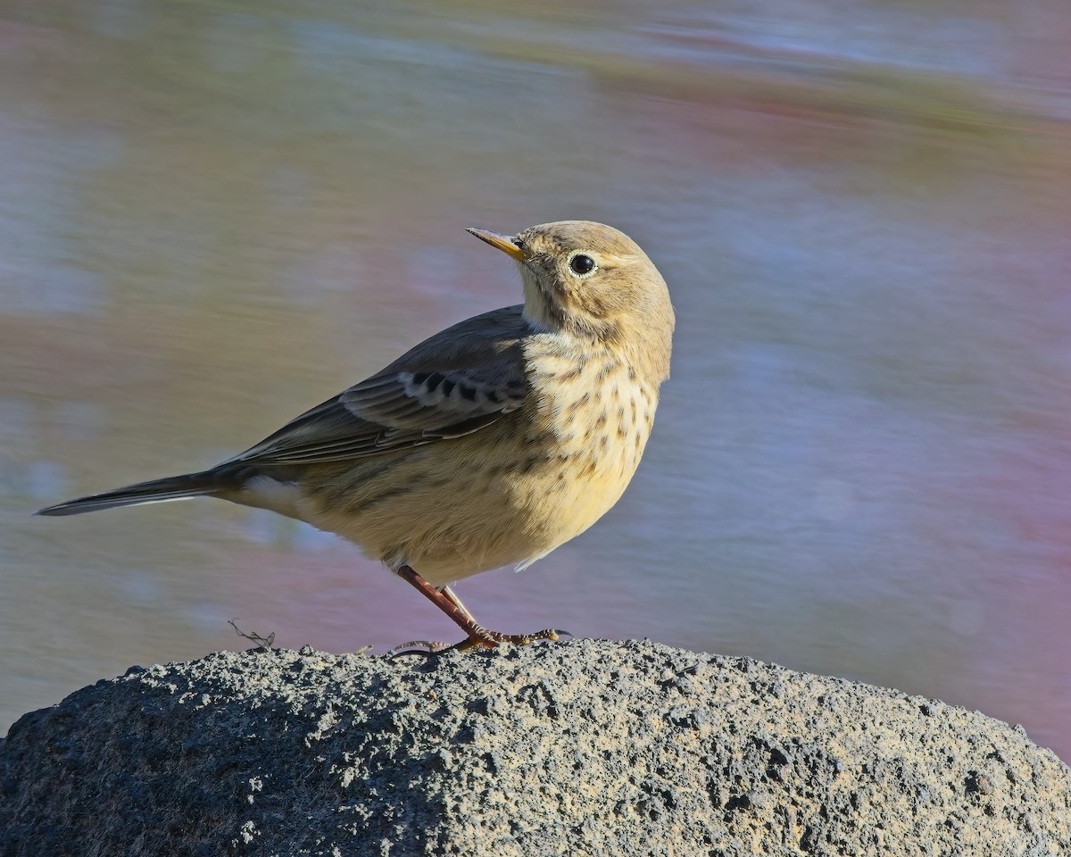 American Pipit - ML643010957