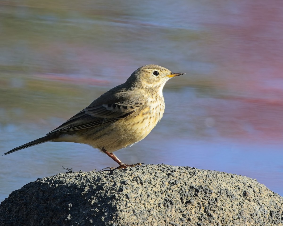 American Pipit - ML643010958