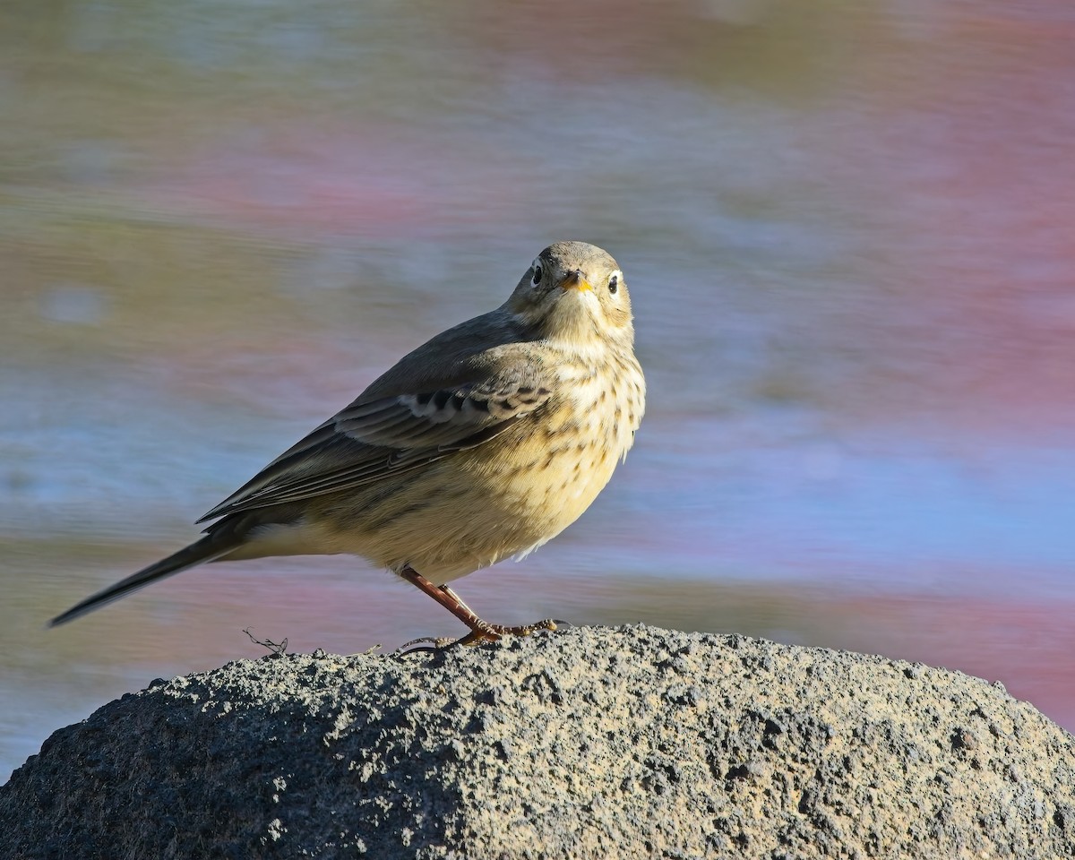 American Pipit - ML643010959