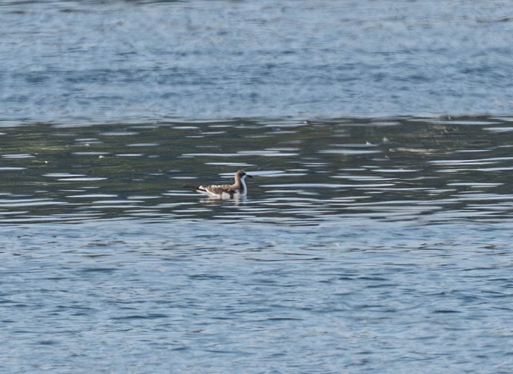 Sabine's Gull - ML643010960