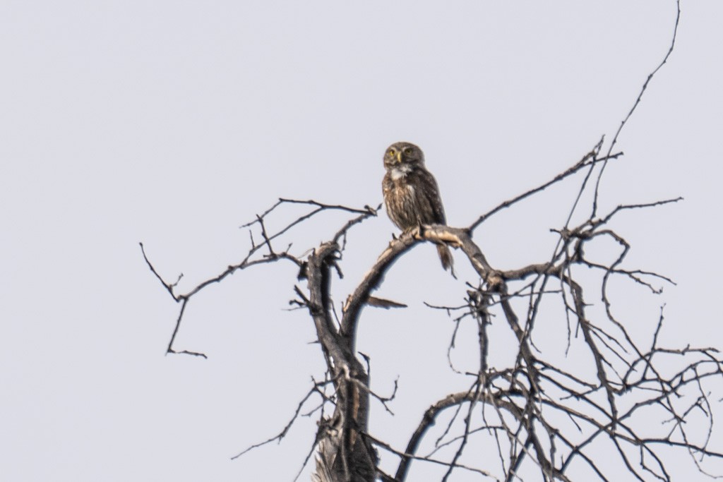 Austral Pygmy-Owl - ML643011021