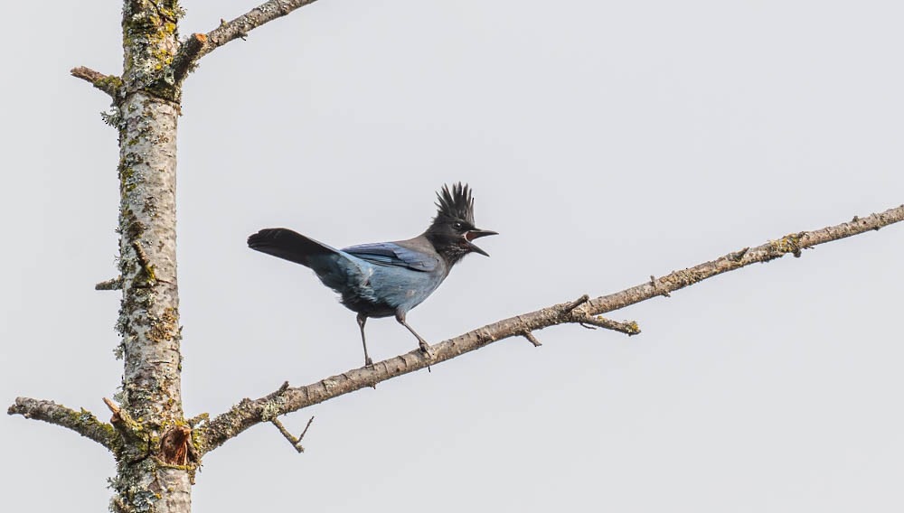 Steller's Jay - ML643011023