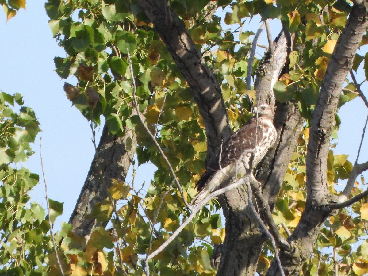 Red-shouldered Hawk - ML643011038