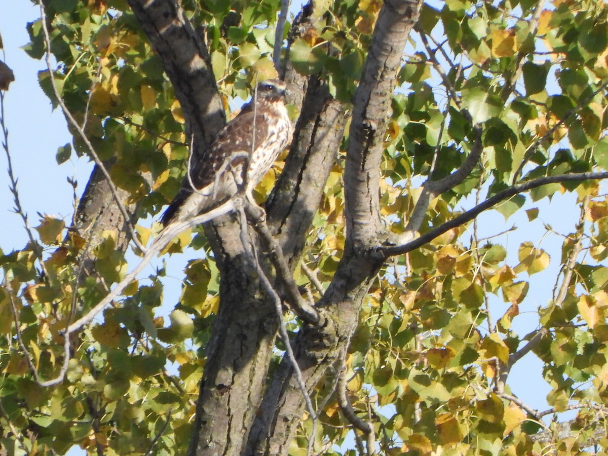 Red-shouldered Hawk - ML643011046