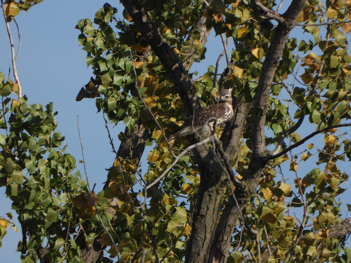 Red-shouldered Hawk - ML643011049