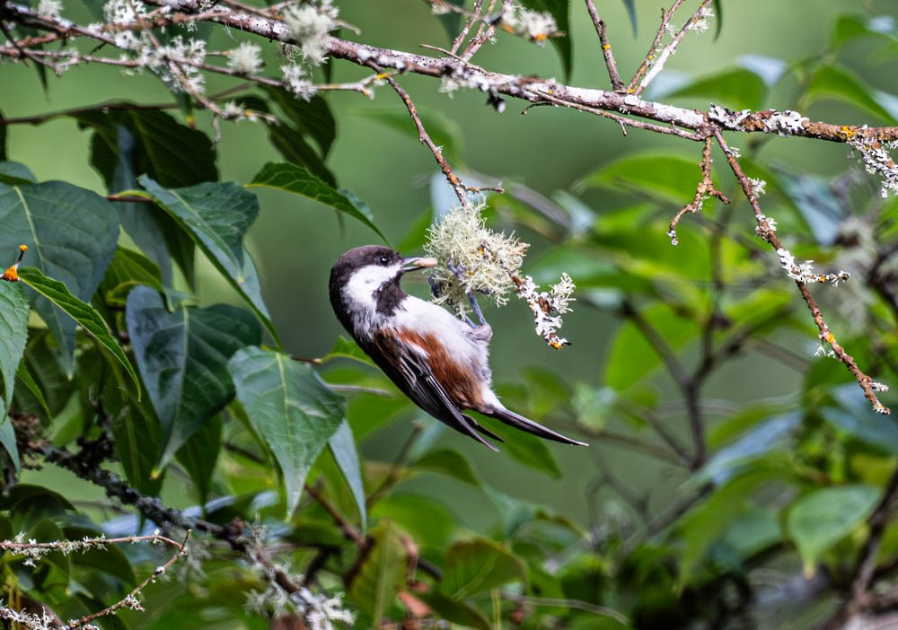 Chestnut-backed Chickadee - ML643011050