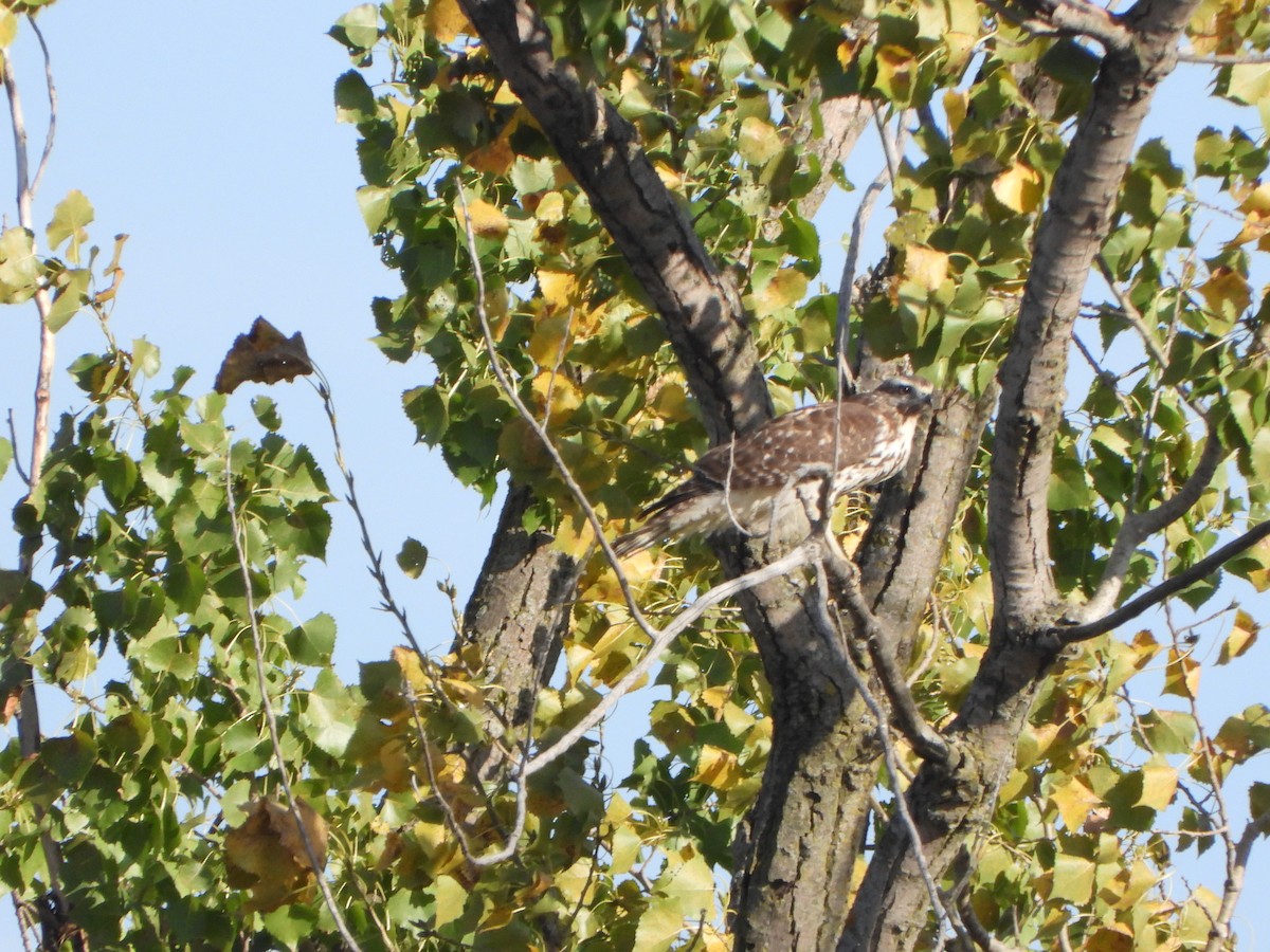 Red-shouldered Hawk - ML643011057