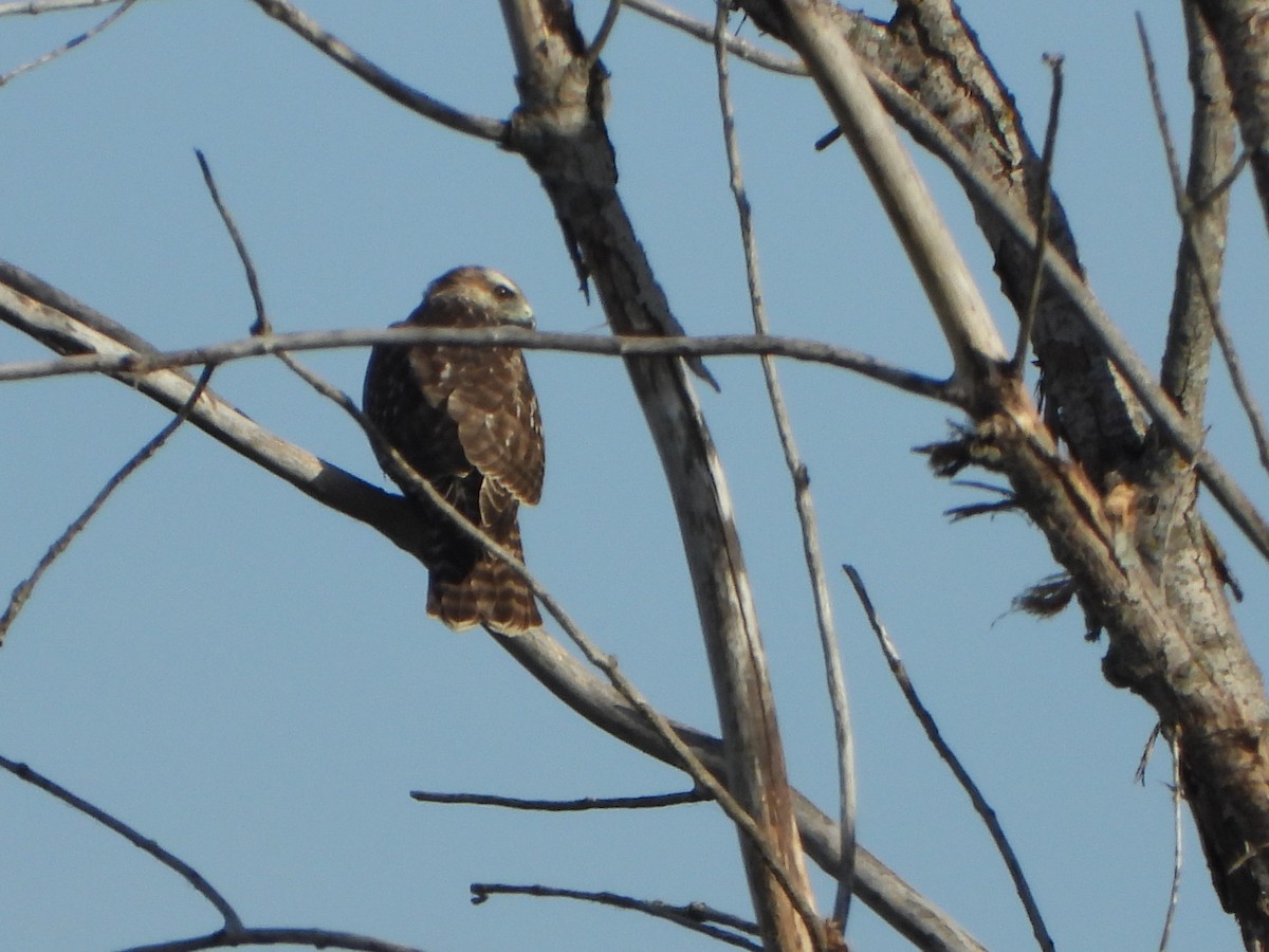 Red-shouldered Hawk - ML643011059
