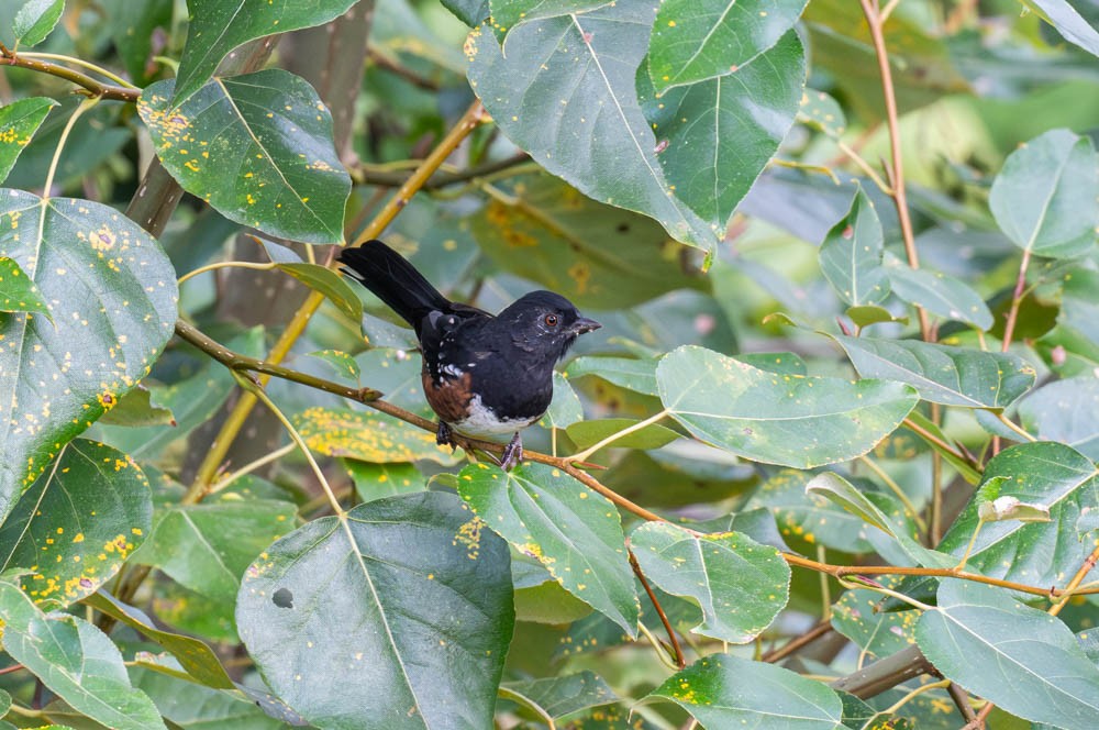 Spotted Towhee - ML643011067